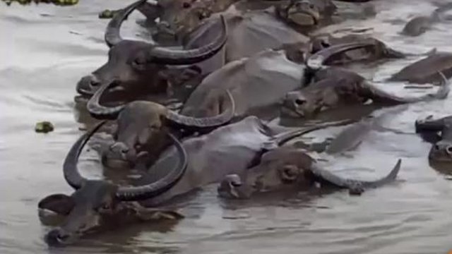Thai water buffaloes to be proposed as UN agricultural heritage systems Thai water buffaloes to be proposed as UN agricultural heritage systems