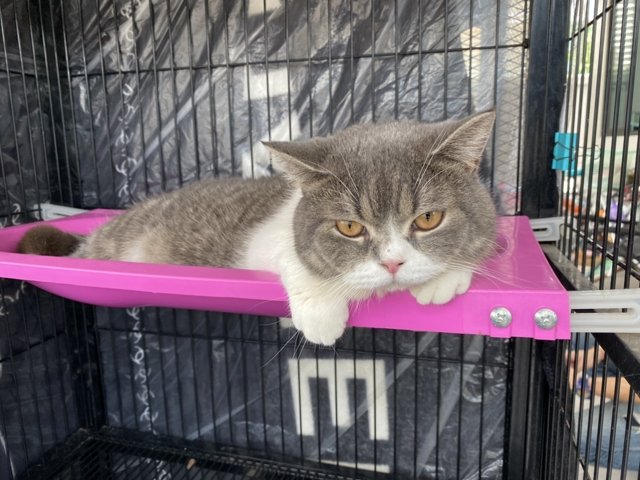 Six furry friends seized in drug raid up for auction Six furry friends seized in drug raid up for auction