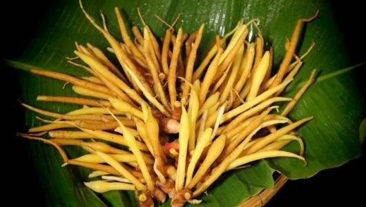 Mahidol U denies any connection to claims that Fingerroot halts spread of COVID-19 in humans Mahidol U denies any connection to claims that Fingerroot halts spread of COVID-19 in humans
