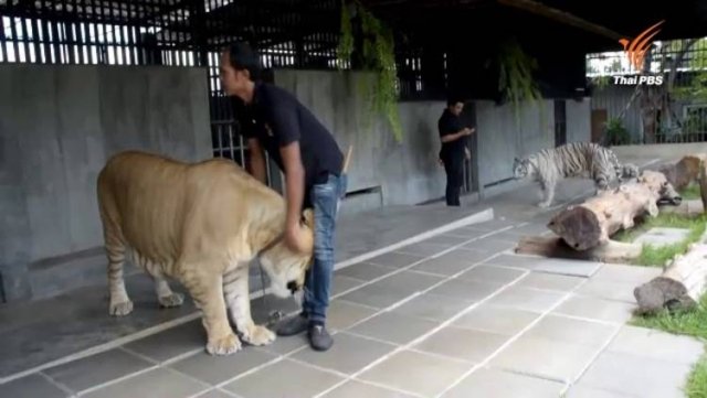 Visitors to Hua Hin safari from Sep 4-11 asked to quarantine as staff found with COVID-19 Visitors to Hua Hin safari from Sep 4-11 asked to quarantine as staff found with COVID-19