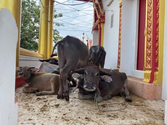 Temple sacrifices its chapel and a pavilion to shelter animals from floodwater Temple sacrifices its chapel and a pavilion to shelter animals from floodwater
