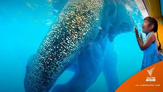 Thailand’s Khao Kheow Open Zoo defends elephant swimming shows Thailand’s Khao Kheow Open Zoo defends elephant swimming shows