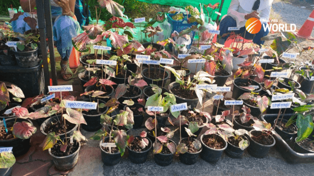 Sing Buri: A Mecca for ornamental plants Sing Buri: A Mecca for ornamental plants