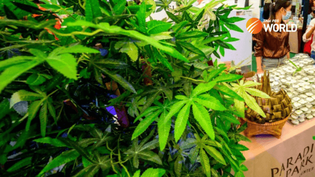 2021 – the year cannabis and kratom became legal in Thailand 2021 – the year cannabis and kratom became legal in Thailand