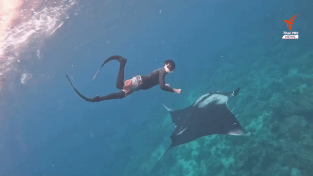 Rare Manta rays found around Thailand’s Rok Islands Rare Manta rays found around Thailand’s Rok Islands