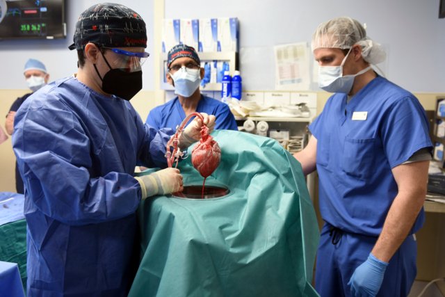 In first, US surgeons transplant pig heart into human patient In first, US surgeons transplant pig heart into human patient