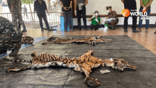 Cattlemen who killed tigers at national park surrender, say they killed their cows Cattlemen who killed tigers at national park surrender, say they killed their cows