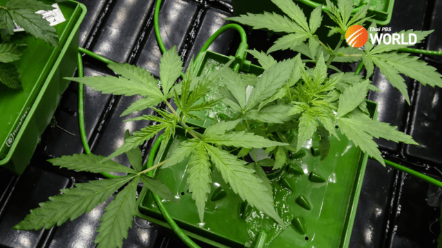 House panel to clear confusion over the legal status of cannabis in Thailand House panel to clear confusion over the legal status of cannabis in Thailand
