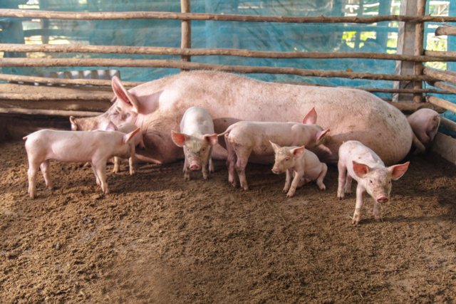 Ex-farm price of fattening pigs capped at ฿110 per kg until end of February Ex-farm price of fattening pigs capped at ฿110 per kg until end of February