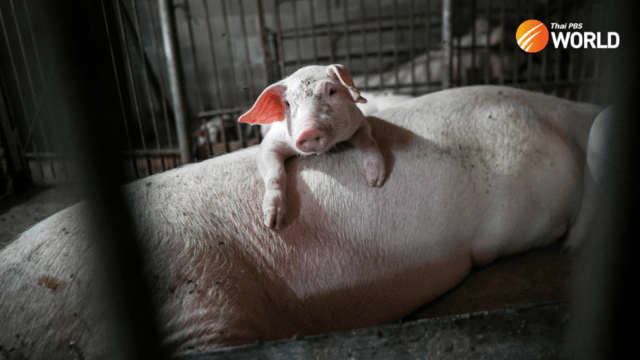 Thailand’s agriculture minister admits swine fever now in 13 provinces Thailand’s agriculture minister admits swine fever now in 13 provinces
