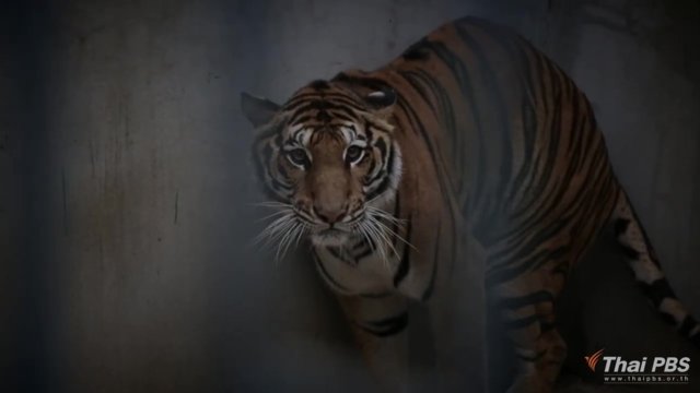 Measures planned to protect wild tigers in Thailand’s western forests Measures planned to protect wild tigers in Thailand’s western forests