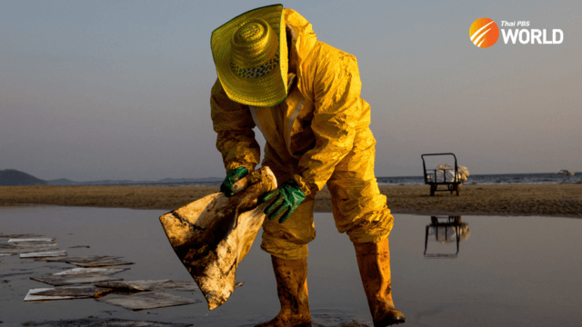 Impact of Rayong oil spill on corals may take at least a year to emerge Impact of Rayong oil spill on corals may take at least a year to emerge