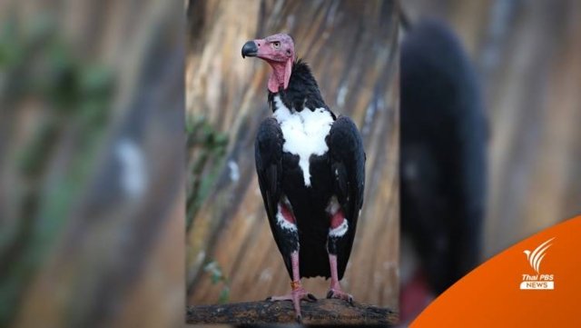 Pair of rare red-headed vultures sent to Thai wildlife sanctuary to mate Pair of rare red-headed vultures sent to Thai wildlife sanctuary to mate
