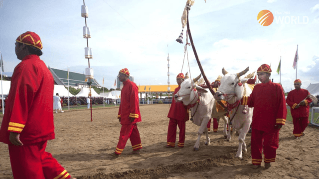 Royal Ploughing Ceremony predictions positive for Thailand this year Royal Ploughing Ceremony predictions positive for Thailand this year