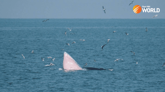 Five Bryde’s whales born each year on average in seas off Samut Sakhon province Five Bryde’s whales born each year on average in seas off Samut Sakhon province