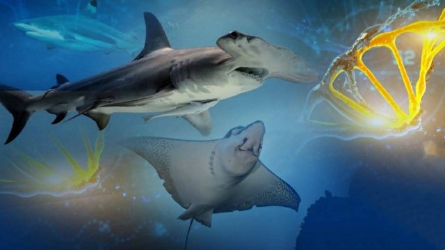 DNA barcoding to help in conservation of sharks and rays in Thai waters DNA barcoding to help in conservation of sharks and rays in Thai waters