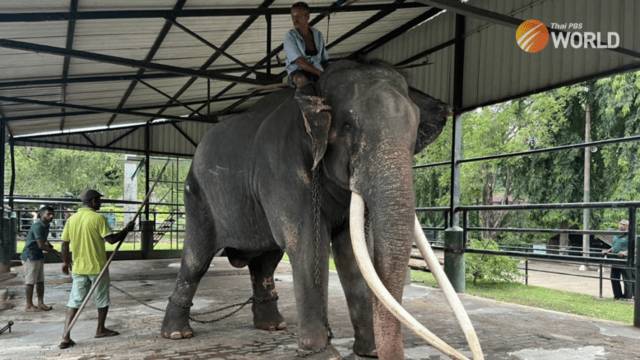 Ailing Thai jumbo in Sri Lanka to return home in July Ailing Thai jumbo in Sri Lanka to return home in July