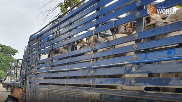 Two trucks carrying 109 illegal head of cattle from Myanmar seized in Tak Two trucks carrying 109 illegal head of cattle from Myanmar seized in Tak
