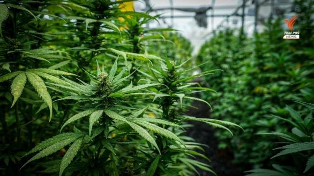 Over 35m logins for cannabis cultivation registration, uncontrolled use warned Over 35m logins for cannabis cultivation registration, uncontrolled use warned