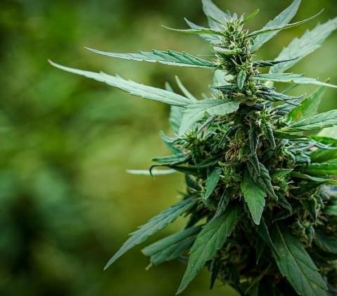 Cannabis flowers proposed to be classified as controlled herb to prevent abuse Cannabis flowers proposed to be classified as controlled herb to prevent abuse