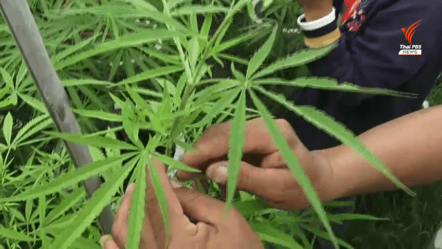 Four admitted to hospital, one dies after using cannabis following decriminalisation Four admitted to hospital, one dies after using cannabis following decriminalisation