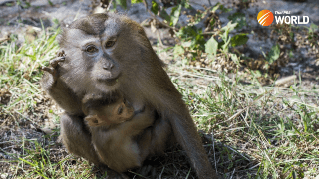 Monkey business and the battle over Thailand's multibillion-baht coconut industry Monkey business and the battle over Thailand's multibillion-baht coconut industry
