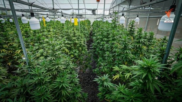 Guidelines issued on how to spot negative symptoms caused by cannabis Guidelines issued on how to spot negative symptoms caused by cannabis