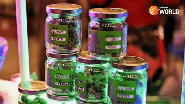 Will cannabis legalization without regulation come back to burn Thailand? Will cannabis legalization without regulation come back to burn Thailand?
