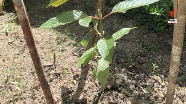 Thai FDA insists public safety the priority if kratom is to be used in food and cosmetics Thai FDA insists public safety the priority if kratom is to be used in food and cosmetics
