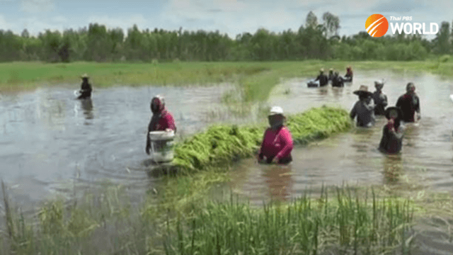 1,280 hectares of rice fields in Nakhon Ratchasima flooded and damaged 1,280 hectares of rice fields in Nakhon Ratchasima flooded and damaged