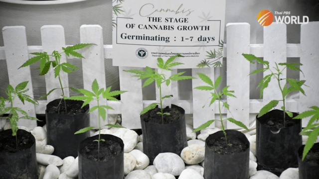Why was Thailand’s cannabis bill voted down and will this derail legalization? Why was Thailand’s cannabis bill voted down and will this derail legalization?
