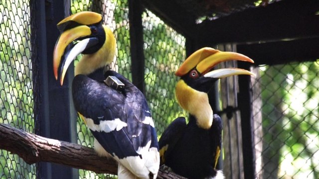 Two great hornbills released into the wild in Lampang Two great hornbills released into the wild in Lampang
