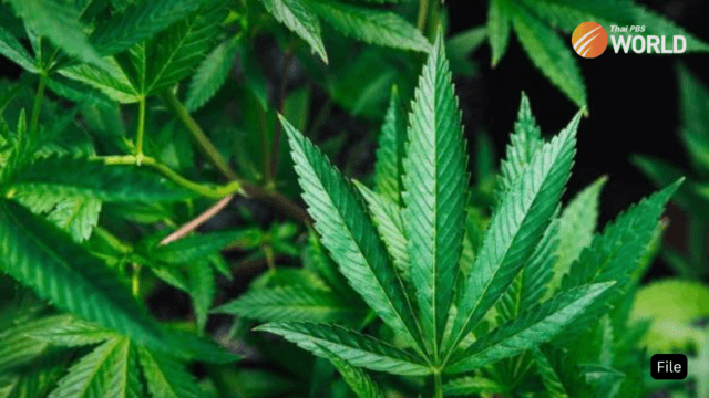 Thailand eases restrictions on import of cannabis or hemp seeds Thailand eases restrictions on import of cannabis or hemp seeds