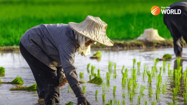 ฿81.2Bn set aside to guarantee prices of 2022-2023 rice crops ฿81.2Bn set aside to guarantee prices of 2022-2023 rice crops