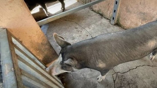 Pig movement in Chiang Mai halted to prevent spread of African Swine Fever Pig movement in Chiang Mai halted to prevent spread of African Swine Fever