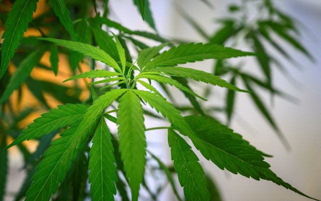 Thailand’s cannabis legal vacuum spawns multibillion-baht business plus health concerns Thailand’s cannabis legal vacuum spawns multibillion-baht business plus health concerns