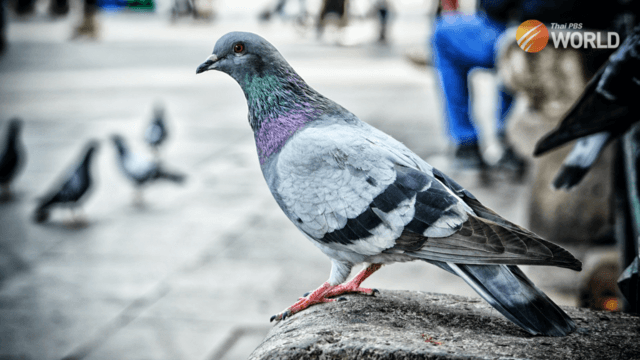 The perils of pigeon droppings The perils of pigeon droppings