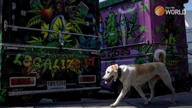 2022: A roller-coaster ride for Thailand’s cannabis industry 2022: A roller-coaster ride for Thailand’s cannabis industry