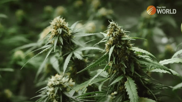 Cannabis Bill in limbo after House meeting lacks a quorum Cannabis Bill in limbo after House meeting lacks a quorum