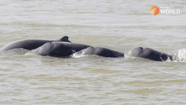 Cambodian leader orders Mekong safe zones to save rare dolphins Cambodian leader orders Mekong safe zones to save rare dolphins