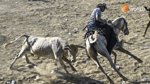 Colombia's bullfighting custom under fire for animal abuse Colombia's bullfighting custom under fire for animal abuse