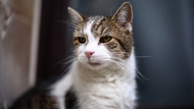 Larry the Downing Street cat gets 'Russian' rival Larry the Downing Street cat gets 'Russian' rival