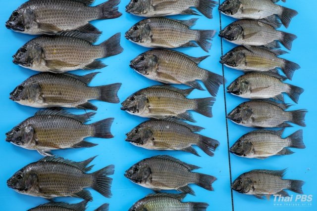 CPF files libel suit against BioThai over report on spread of Blackchin tilapia CPF files libel suit against BioThai over report on spread of Blackchin tilapia