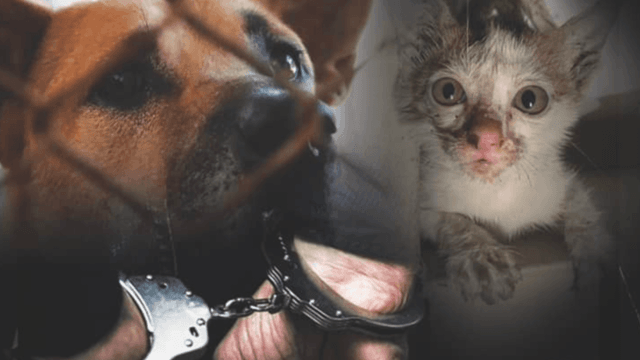 Hope Thailand to stop dog sacrifice ritual in Nan Hope Thailand to stop dog sacrifice ritual in Nan