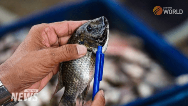 House panel to question 11 companies about Blackchin tilapia House panel to question 11 companies about Blackchin tilapia