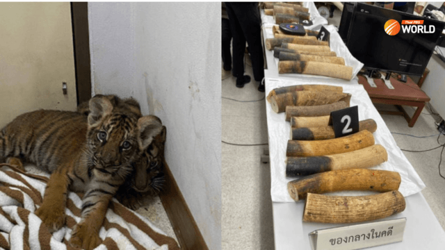 Two tiger cubs rescued in sting operation Two tiger cubs rescued in sting operation