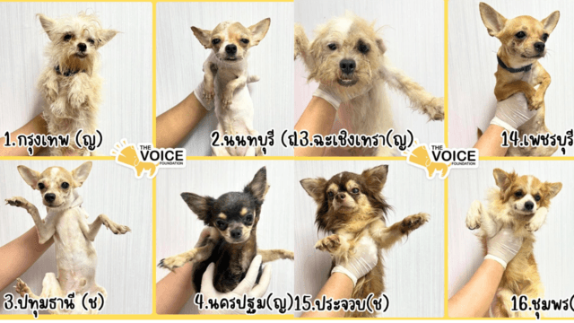 Foundation seeks homes for rescued dogs named after provinces Foundation seeks homes for rescued dogs named after provinces