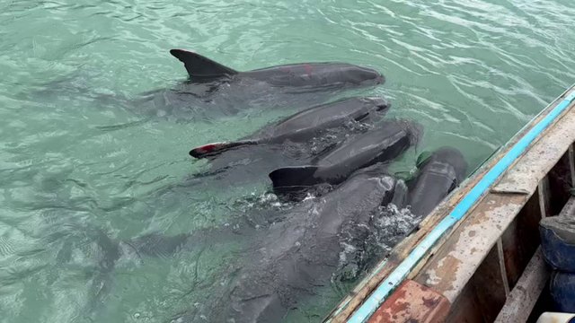 Five trapped pygmy killer whales rescued from mangrove swamp in Phuket Five trapped pygmy killer whales rescued from mangrove swamp in Phuket