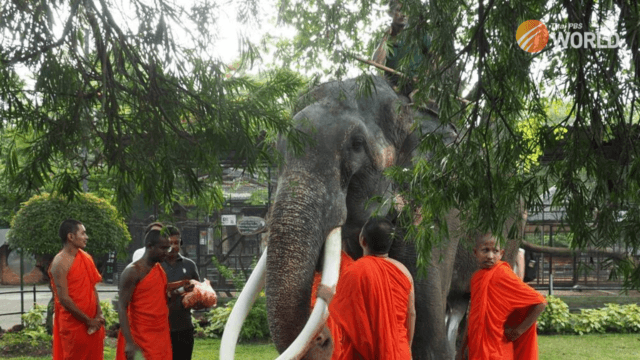 Ailing Thai elephant blessed by monks for safe journey back from Sri Lanka Ailing Thai elephant blessed by monks for safe journey back from Sri Lanka