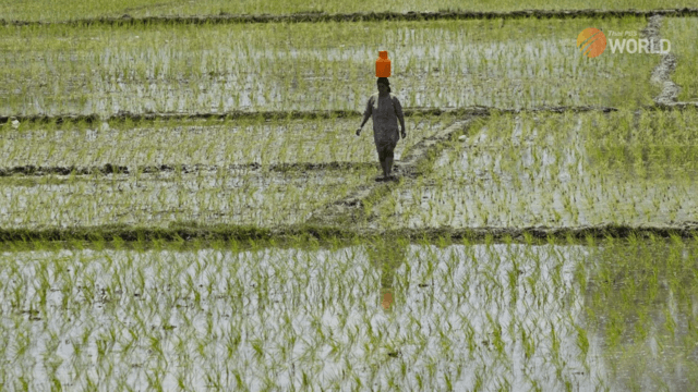 India imposes major rice export ban, triggering inflation fears India imposes major rice export ban, triggering inflation fears
